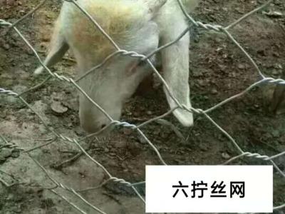 六擰網(wǎng)圈羊網(wǎng) 
